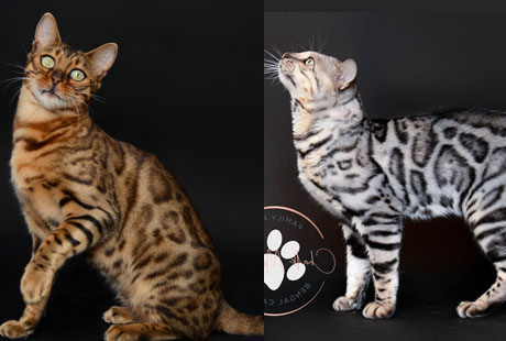 Where is a Bengal breeder near me?